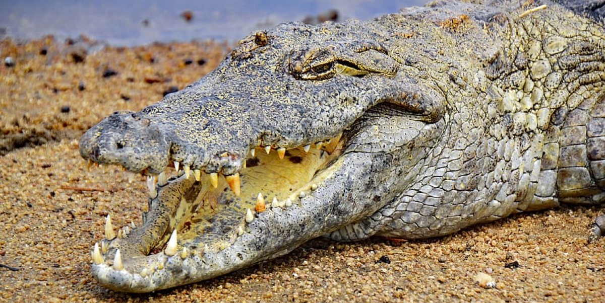 North-West cop involved in NT croc attack - 7HOFM